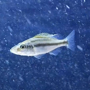 Dimidiochromis compressiceps