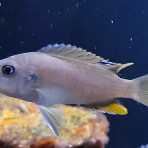 Metriaclima greshakei