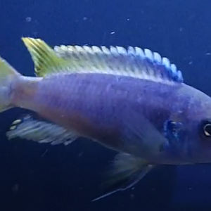 Metriaclima greshakei