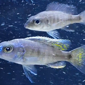 Sciaenochromis freyeri