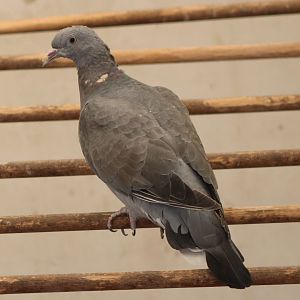 Wood pigeon - juvenile