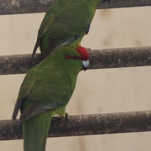 Red-fronted kakariki's