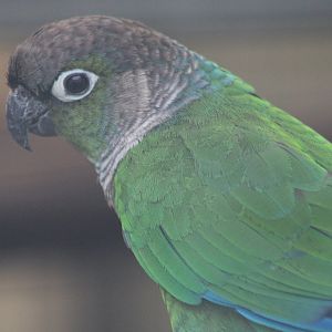 Green-cheeked conure