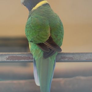 Port Lincoln parrot