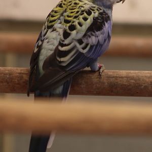 Pale-headed rosella