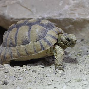 Egyptian tortoise