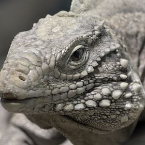 Cayman Islands ground iguana