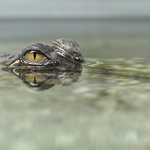 Gharial, keeping a low profile