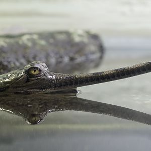 Gharial
