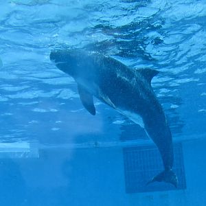 Pygmy Killer Whale (Feresa attenuata)