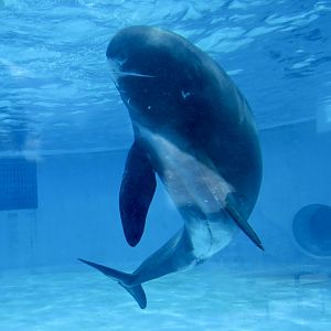 Pygmy Killer Whale (Feresa attenuata)