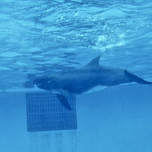 Pygmy Killer Whale (Feresa attenuata)