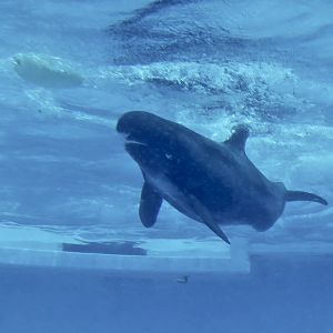 Pygmy Killer Whale (Feresa attenuata)