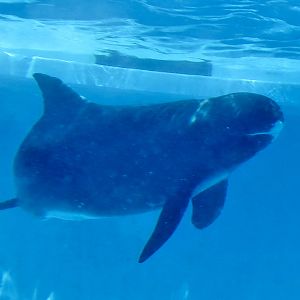 Pygmy Killer Whale (Feresa attenuata)