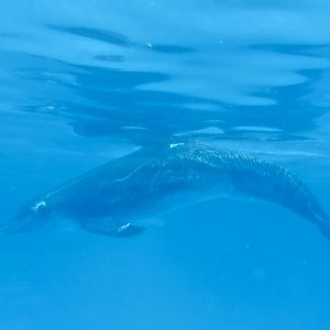 Rough-Toothed Dolphin (Steno bredanensis)