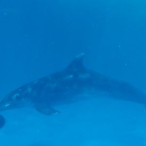 Rough-Toothed Dolphin (Steno bredanensis)