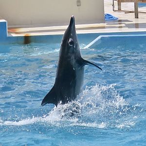 Rough-Toothed Dolphin (Steno bredanensis) performing