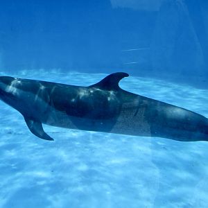 Pantropical Spotted Dolphin (Stenella attenuata)