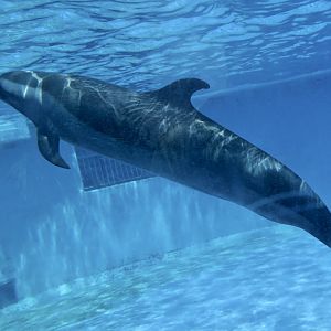 Pantropical Spotted Dolphin (Stenella attenuata)