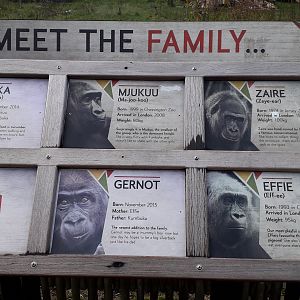 Gorilla signage 10 November 2019