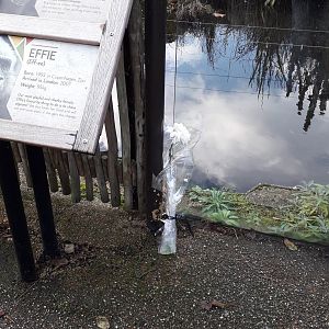 A flower for Kumbuka 10 November 2019