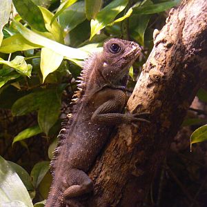 Bell's Anglehead Lizard - 27 October 2019