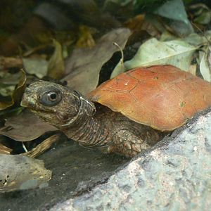 Black-breasted Leaf Turtle - 27 October 2019