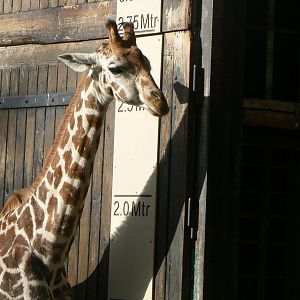 Rothschild's Giraffe - 27 October 2019