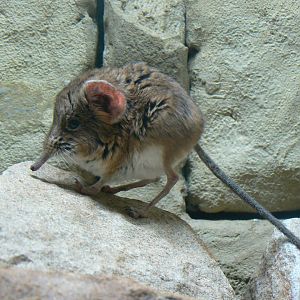 Round-eared Elephant-shrew - 27 October 2019