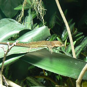 Antiguan Anole - 27 October 2019