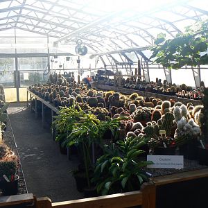 Cacti in the Plant Project - 27 October 2019