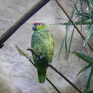 Lilacine Amazon - 27 October 2019