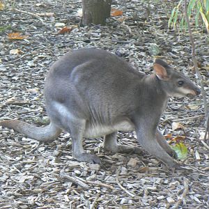 Dusky Pademelon - 27 October 2019