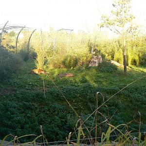 Sumatran Tiger enclosure - 27 October 2019