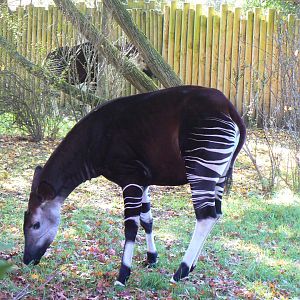 Okapi - 27 October 2019