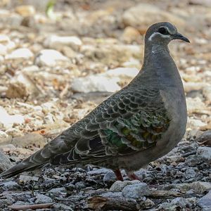 Common Bronzewing
