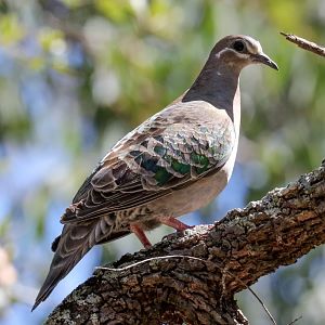 Common Bronzewing