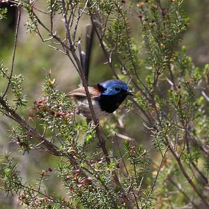 Variegated Fairywren