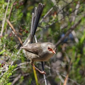 Variegated Fairywren female
