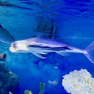 Flying Gurnard (Dactylopterus volitans)