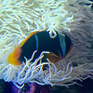 Allard's Clownfish (Amphiprion allardi)