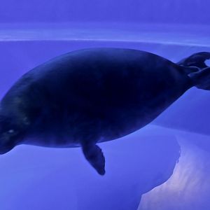 Baikal Seal (Pusa sibirica)