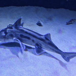 Australian Ghostshark (Callorhinchus milli)