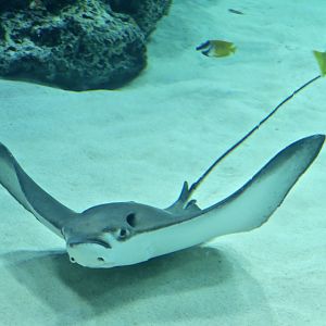 Longheaded Eagle Ray (Aetobatus flagellum)