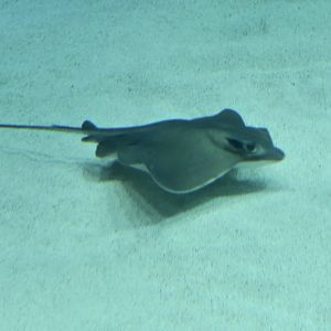 Japanese Eagle Ray (Myliobatis tobijei)
