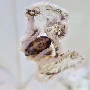 Greater Blue-Ringed Octopus (Hapalochlaena lunulata)