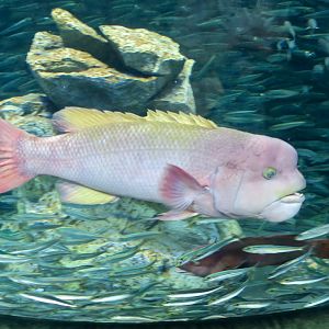 Asian Sheepshead Wrasse (Semicossyphus pulcher)