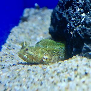 Moss Fringehead (Neoclinus bryope)