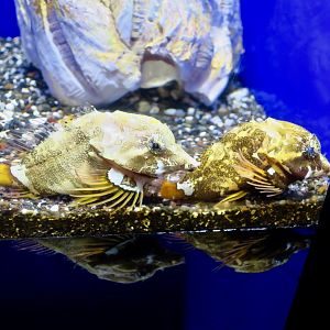 Grunt Sculpin (Rhamphocottus richardsonii)