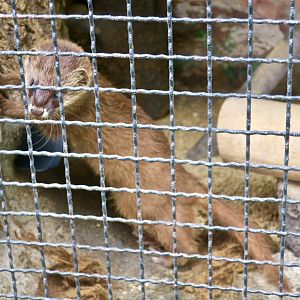 Japanese Weasel (Mustela itatsi)